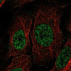 TSPAN13 Antibody, Novus Biologicals:Antibodies:Primary Antibodies